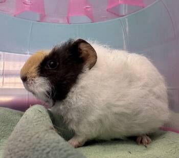 Rescue Guinea Pig Guinea Pigs for Adoption in Golden, Colorado - Marshmellow | PetCurious